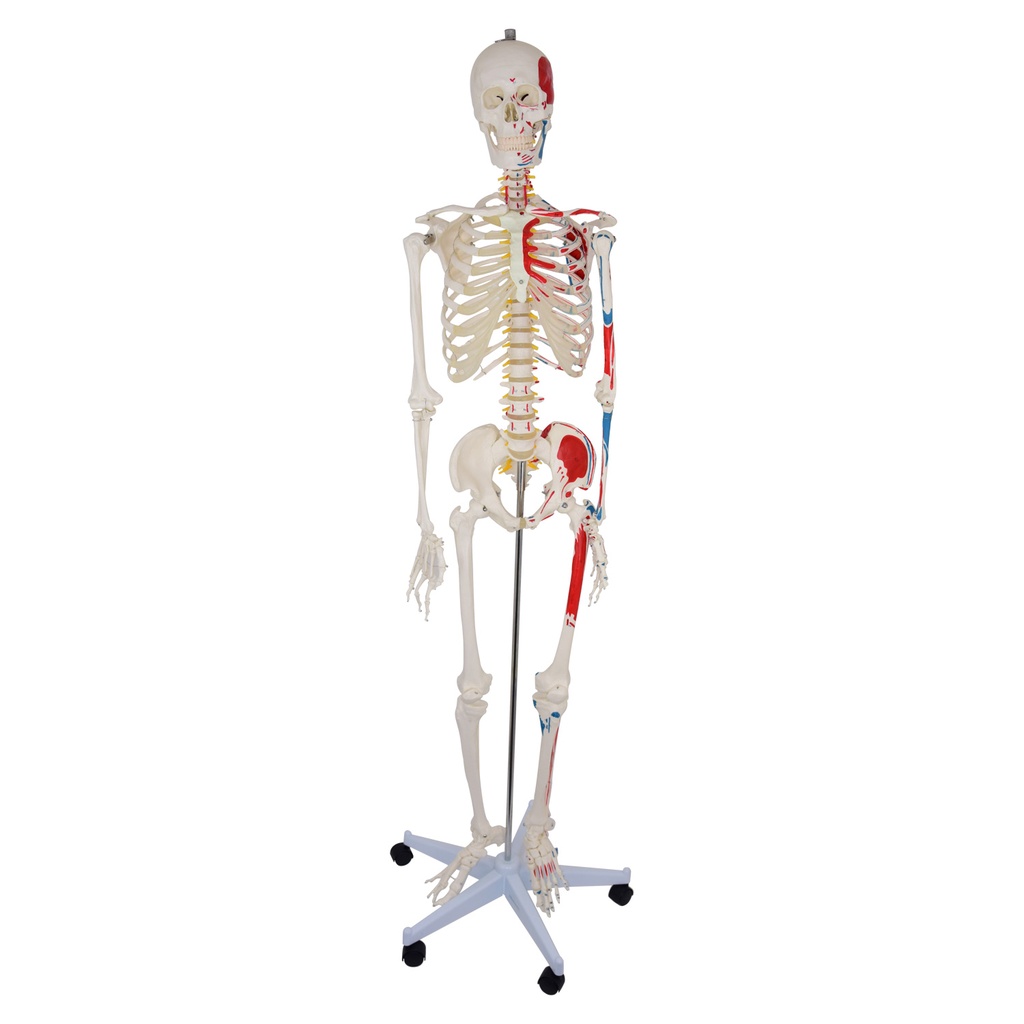 HEINESCIENTIFIC Human skeleton with painted muscle attachments