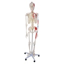 HEINESCIENTIFIC Human skeleton with painted muscle attachments