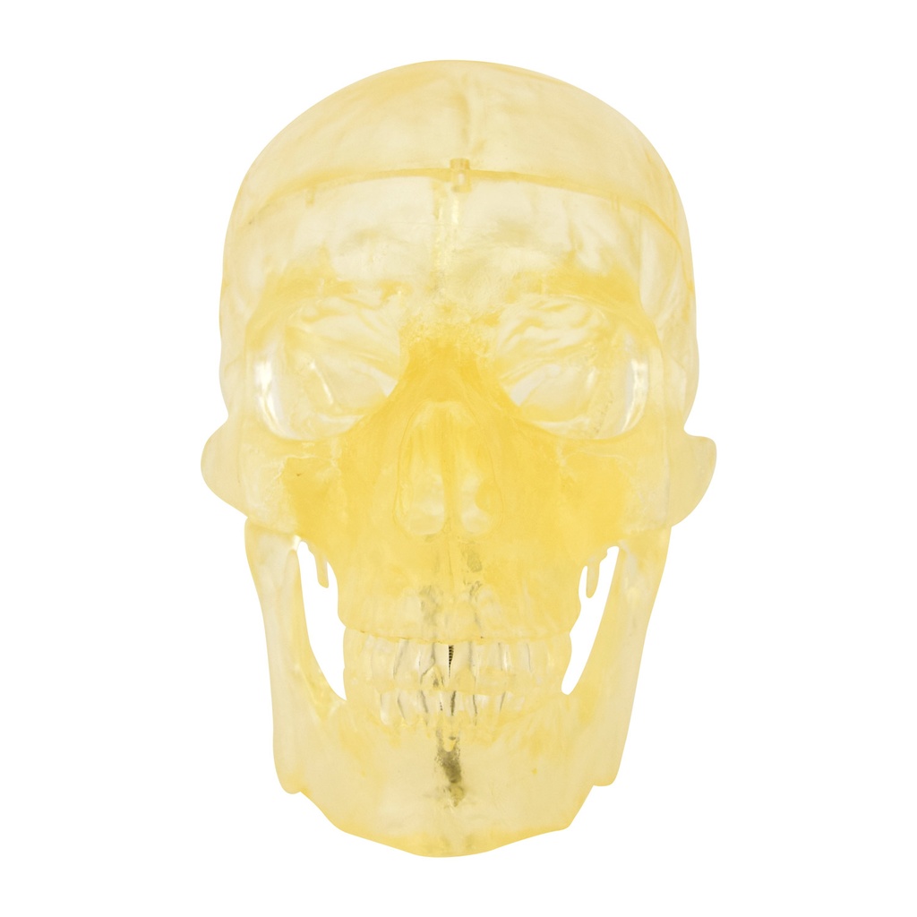 HEINESCIENTIFIC Transparent skull