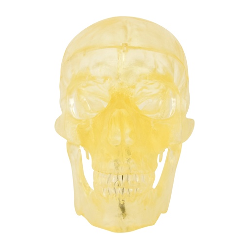 [21483-01] HEINESCIENTIFIC Transparent skull