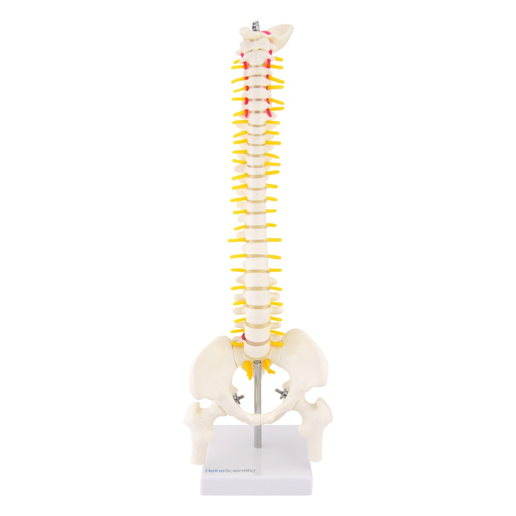 HEINESCIENTIFIC Spine model, half life-size, nature