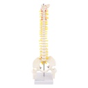 HEINESCIENTIFIC Spine model, half life-size, nature