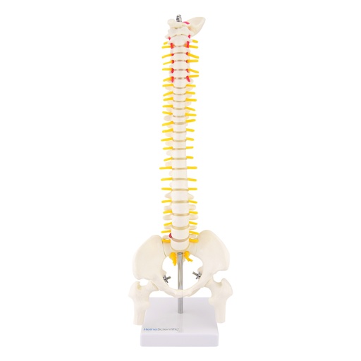 [21484-01] HEINESCIENTIFIC Spine model, half life-size, nature