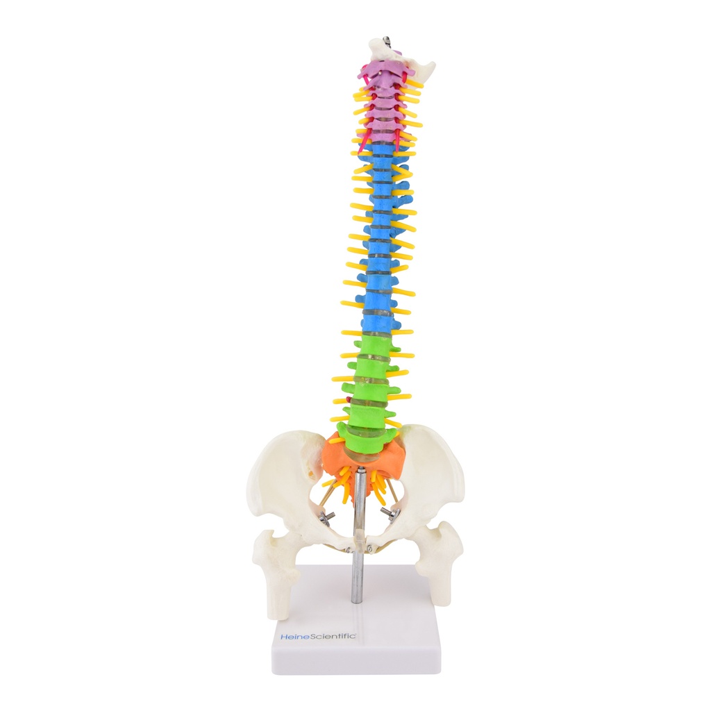 HEINESCIENTIFIC Spine model, half life-size, colored