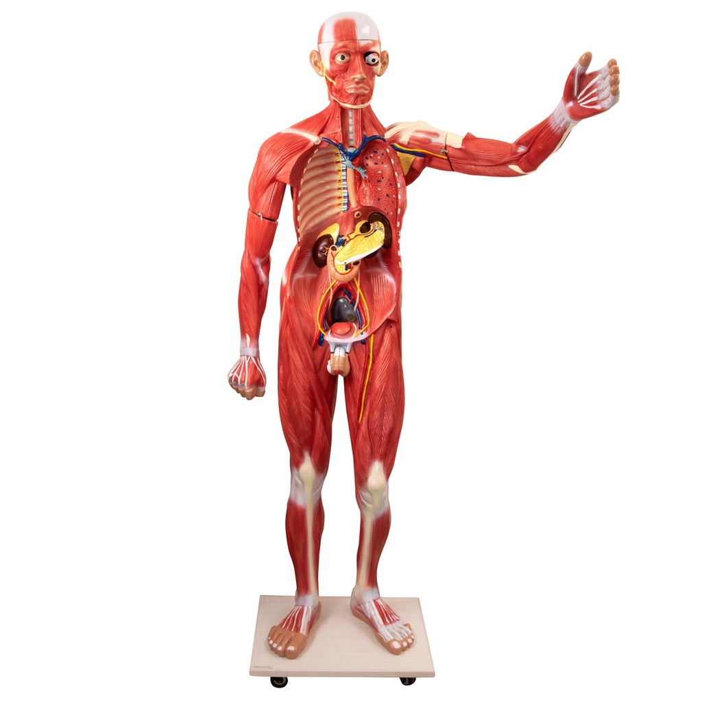 HEINESCIENTIFIC Model of a human in life-size with removable parts and organs