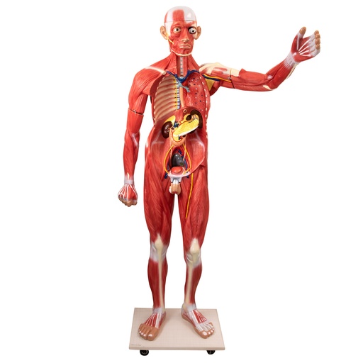 [21487-01] HEINESCIENTIFIC Model of a human in life-size with removable parts and organs