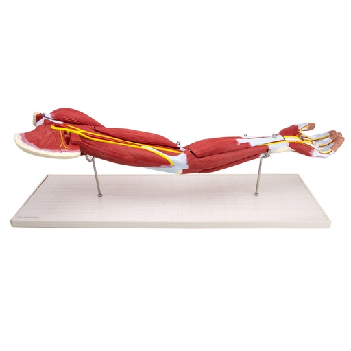 [21488-01] HEINESCIENTIFIC Muskelmodell Arm, 7 Teile abnehmbar