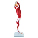HEINESCIENTIFIC Muscle model Leg, 13 parts removable