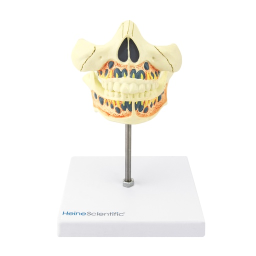 [21493-01] HEINESCIENTIFIC Deciduous dentition