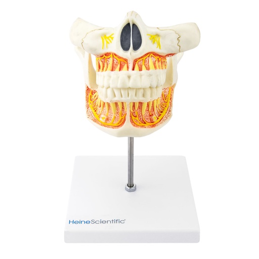 [21494-01] HEINESCIENTIFIC Adult dentition