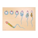 HEINESCIENTIFIC Model of spermatogenesis, section model