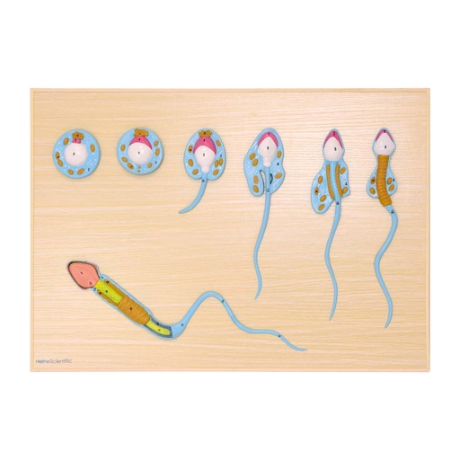 [21498-01] HEINESCIENTIFIC Modell der Spermatogenese, Schnittmodell