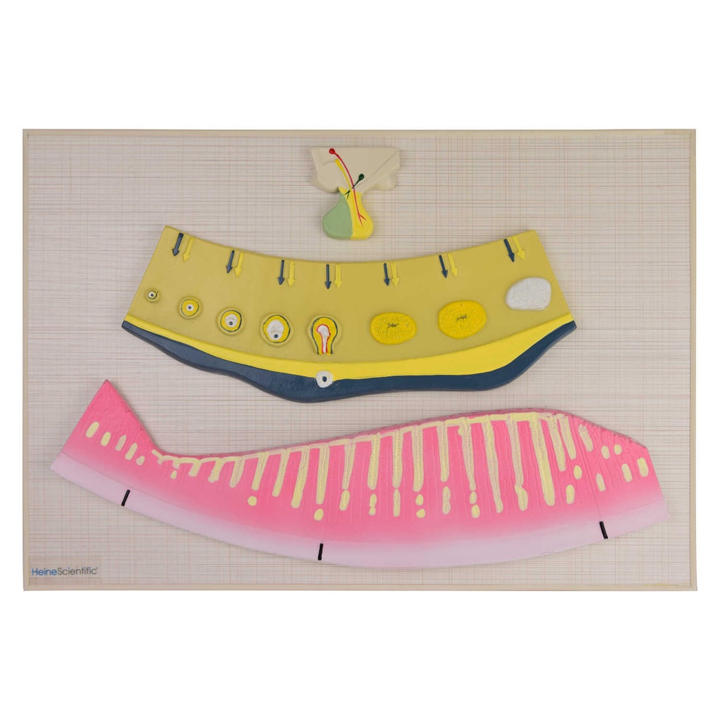 HEINESCIENTIFIC Modell Hormoneller Zyklus der Frau