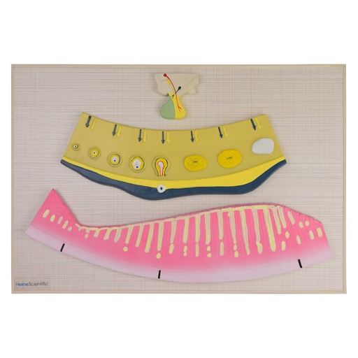 [21499-01] HEINESCIENTIFIC Modell Hormoneller Zyklus der Frau