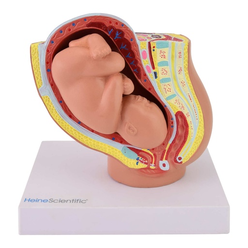 [21503-01] HEINESCIENTIFIC Pelvic model with fetus
