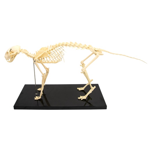 [21516-01] HEINESCIENTIFIC Cat skeleton made of plastic