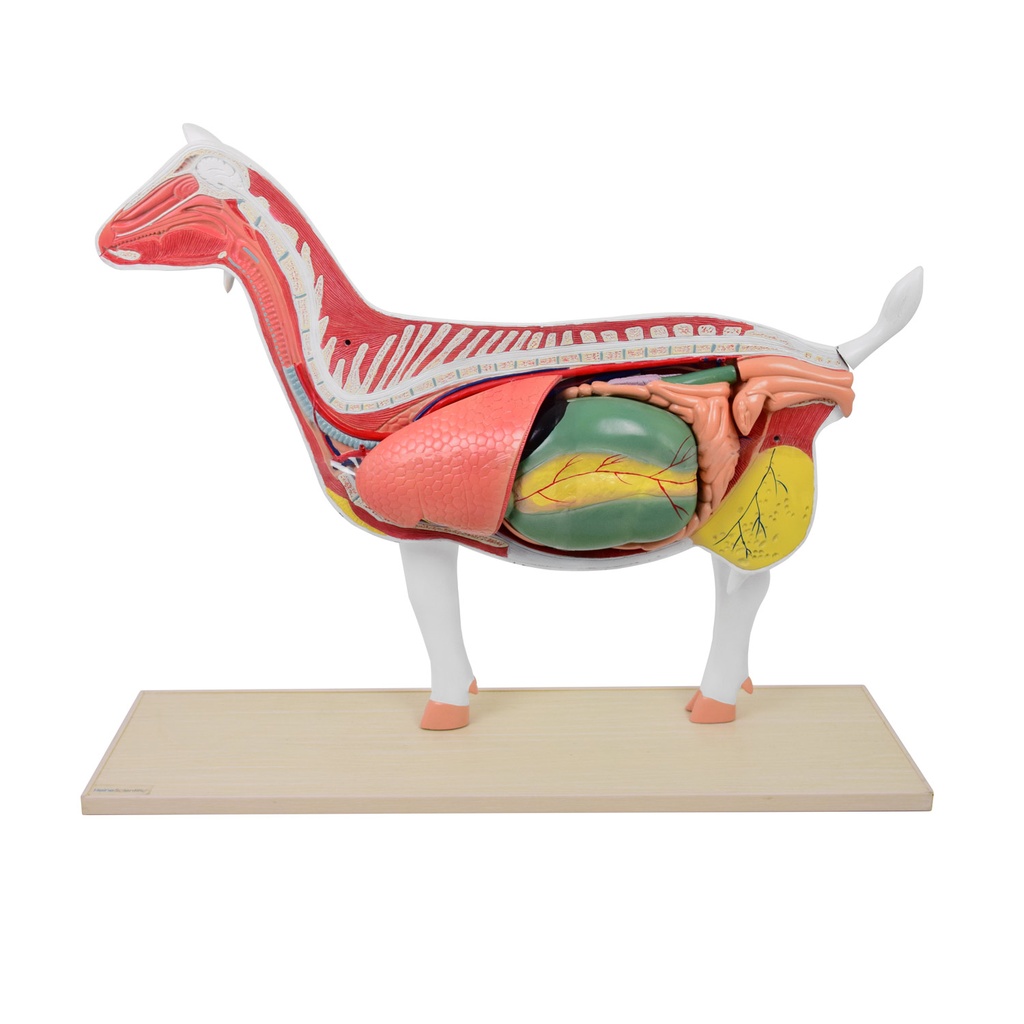 HEINESCIENTIFIC Dismountable goat model