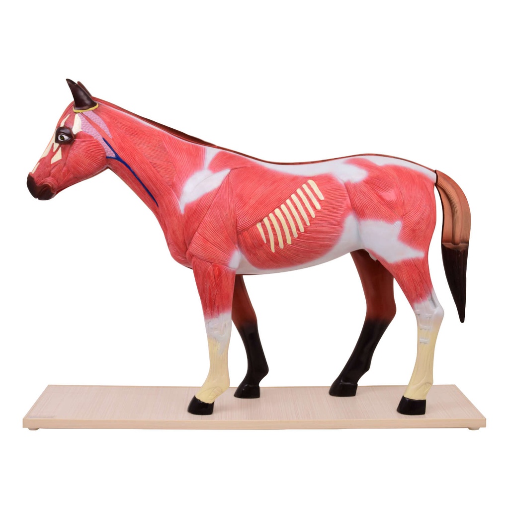 HEINESCIENTIFIC Dismountable horse model