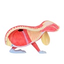 HEINESCIENTIFIC Dismountable rabbit model