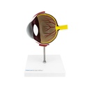 HEINESCIENTIFIC Model of a dog eye