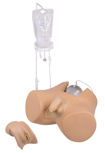 [22445-01] ERLERZIMMER Catheterization Model with Male and Female Genital Insert