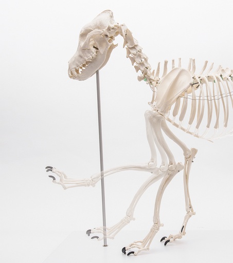 [22634-01] ERLERZIMMER Dog Skeleton, natural size