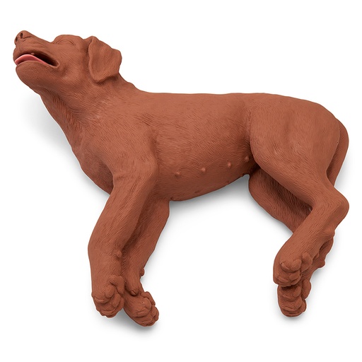 [22635-01] ERLERZIMMER CPR Practice Dog CasPeR