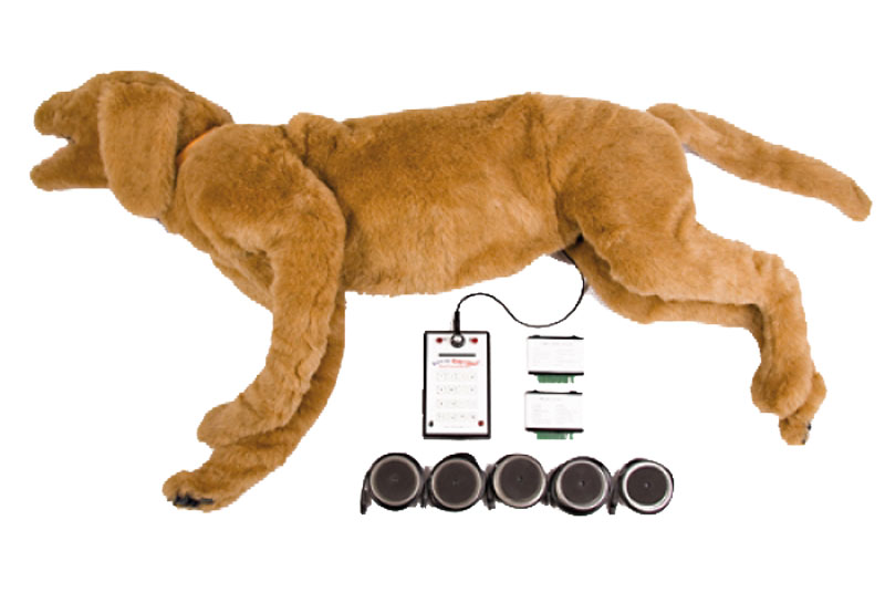 ERLERZIMMER K9 Respiratory and Heart Sound Simulator (AHS) Goldie