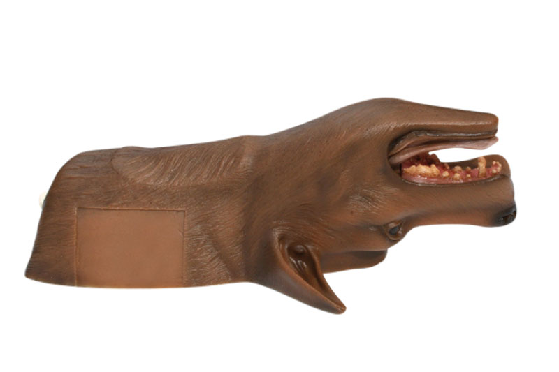 ERLERZIMMER Louie K9 Tracheotomy Model