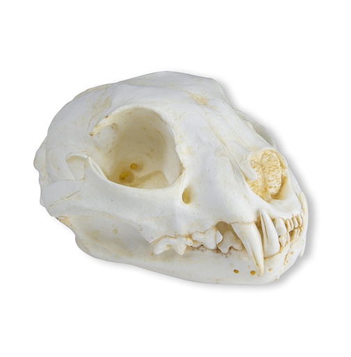 [22660-01] ERLERZIMMER Cat Skull (Felis catus, Replica)