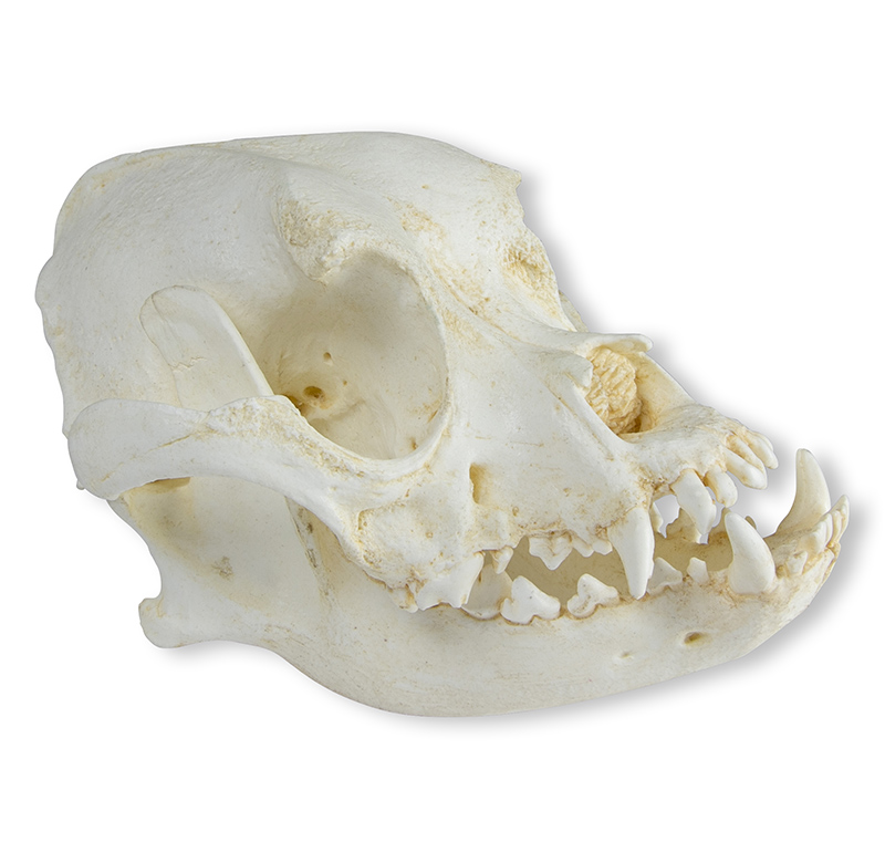 ERLERZIMMER Skull Domestic Dog, Boxer (Canis familiaris)