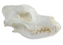 ERLERZIMMER Schädel Haushund, Deutscher Schäferhund (Canis familiaris)