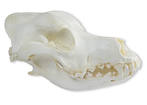 [22663-01] ERLERZIMMER Skull Domestic Dog, German Shepherd (Canis familiaris)