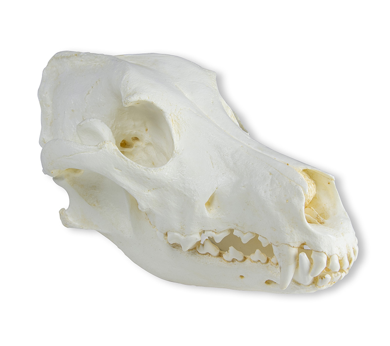 ERLERZIMMER Skull Domestic Dog, Great Dane (Canis familiaris)