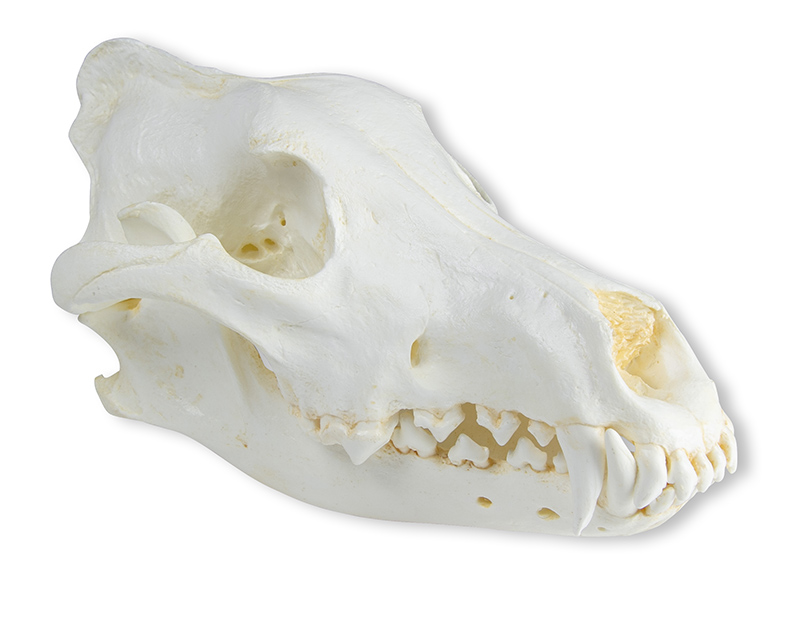 ERLERZIMMER Skull Wolf (Canis lupus), Alaska Wolf