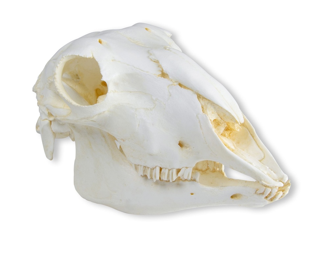 ERLERZIMMER Schädel Hausschaf, weiblich (Ovis aries)
