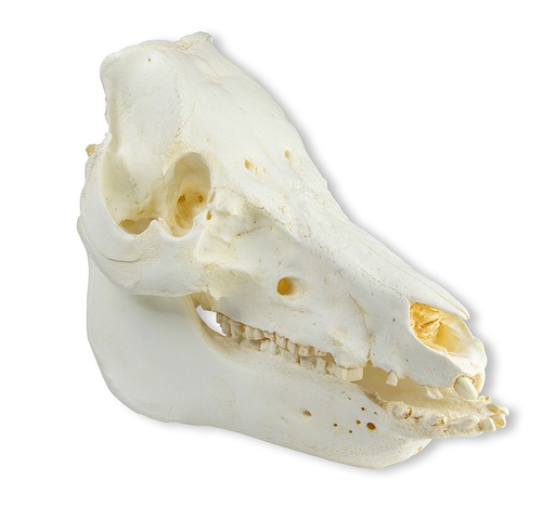 [22667-01] ERLERZIMMER Skull Domestic Pig (Sus scrofa domesticus)
