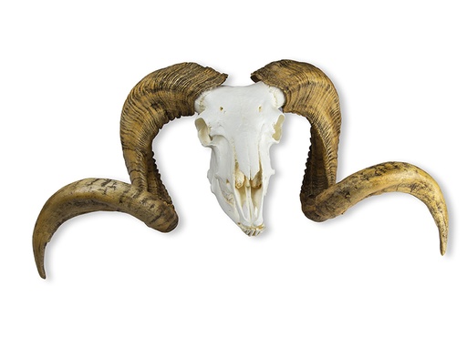 [22668-01] ERLERZIMMER Schädel und Hörner Merinoschafbock (Ovis aries)