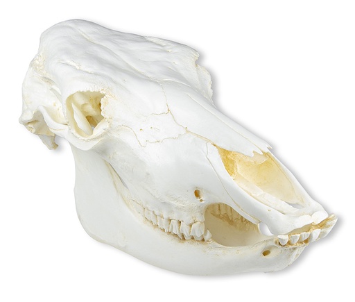 [22669-01] ERLERZIMMER Skull Domestic Cattle, Cow Skull without Horn (Bos taurus)