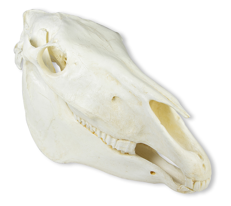 ERLERZIMMER Skull Horse (Equus caballus)