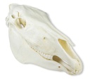 ERLERZIMMER Skull Horse (Equus caballus)