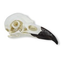 ERLERZIMMER Schädel Kolkrabe (Corvus corax)
