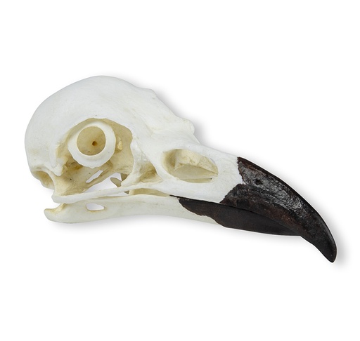 [22671-01] ERLERZIMMER Skull Raven (Corvus corax)
