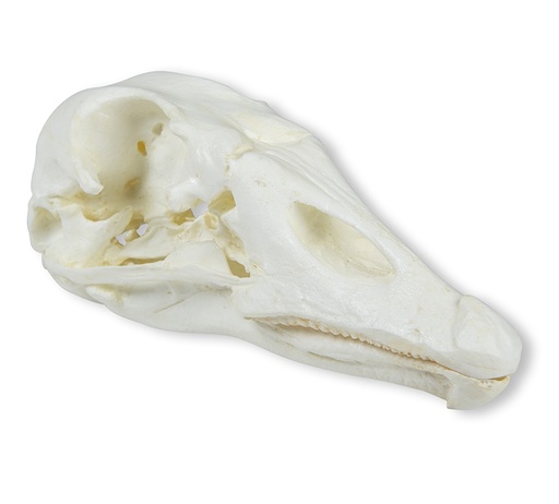 [22673-01] ERLERZIMMER Skull Domestic Goose (Anser spec.)