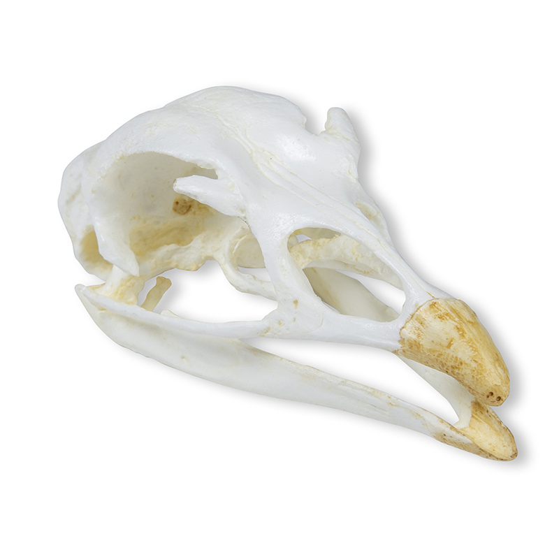ERLERZIMMER Skull Turkey (Meleagris gallopavo)