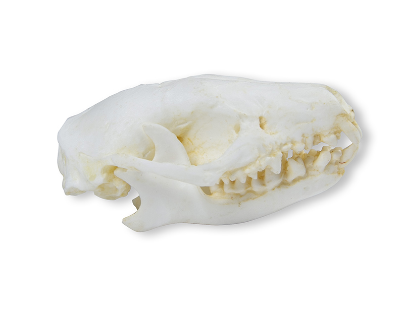 ERLERZIMMER Skull Hedgehog (Erinaceus europaeus)