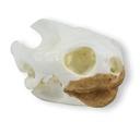ERLERZIMMER Skull Turtle (Testudo sp.)