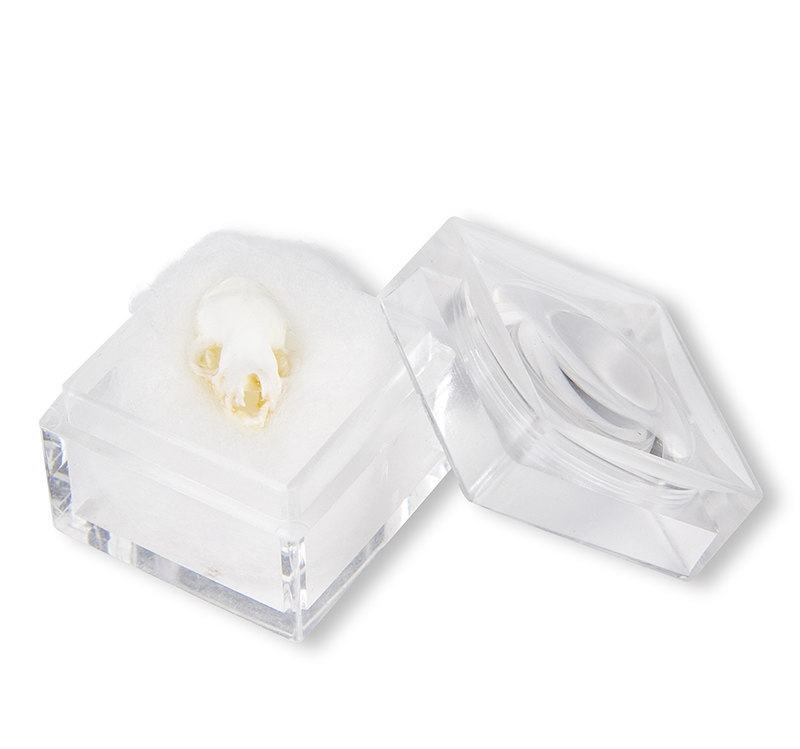 ERLERZIMMER Skull Bat (Chiroptera sp.)