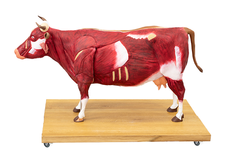 ERLERZIMMER Cattle Model, 15 parts, 1/3 natural size