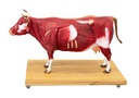 ERLERZIMMER Cattle Model, 15 parts, 1/3 natural size
